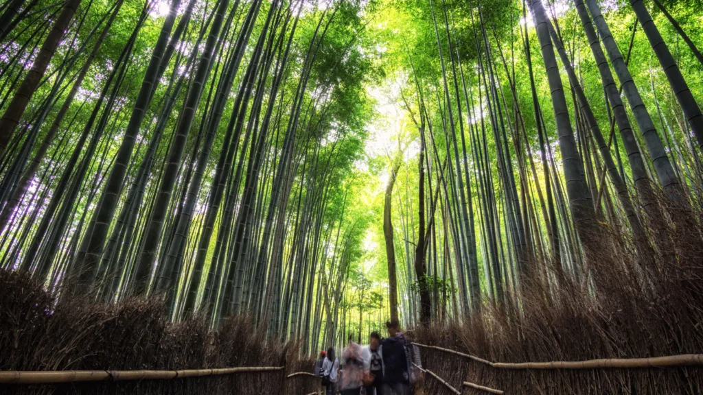 KYOTO — Japón y sus Parques Temáticos