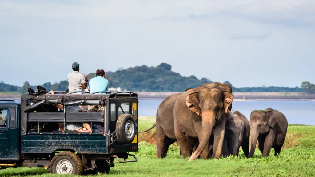 Parque Nacional de Yala — Explore Sri Lanka con playas Suroeste