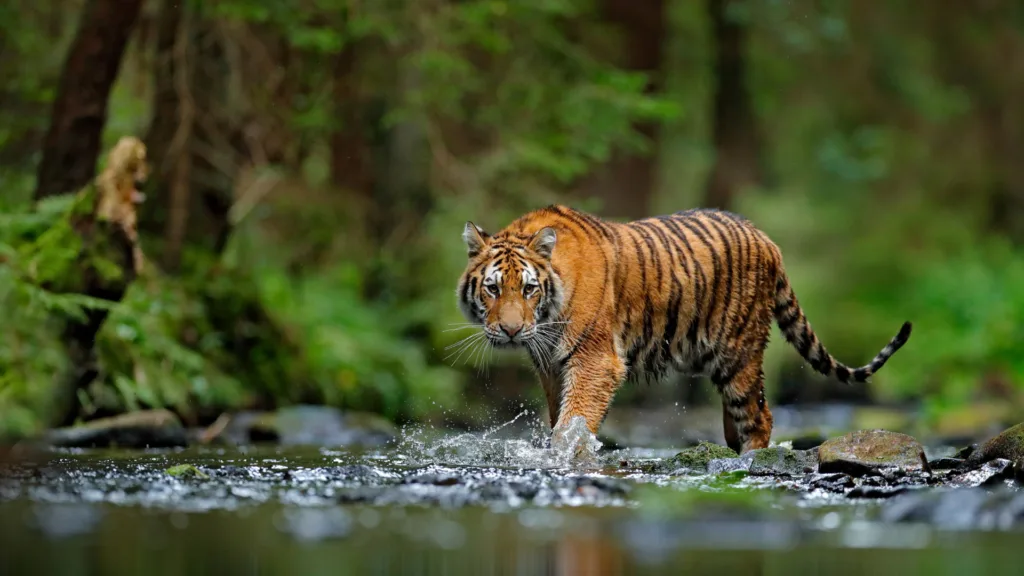 Parque Nacional Penchi — India Parques Naturales