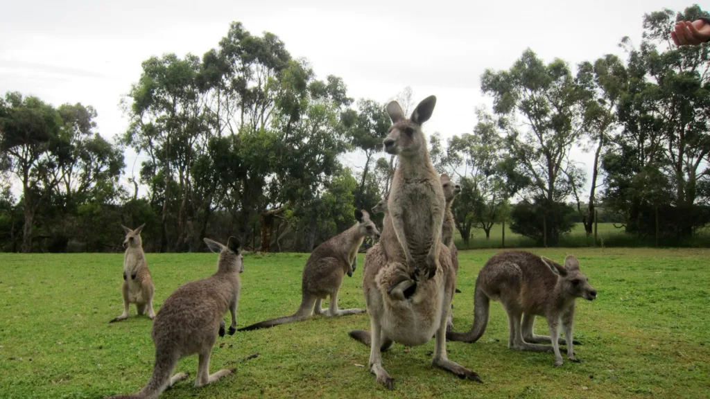 Phillip Island — Gran Tour de Australia