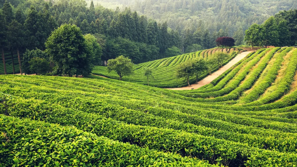 Plantación de té Daehan Dawon, en Boseong — Corea del Sur al Completo en Privado