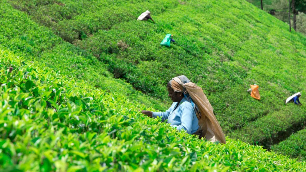 Plantación de Té de Nuwara Eliya — Sri Lanka de Lujo