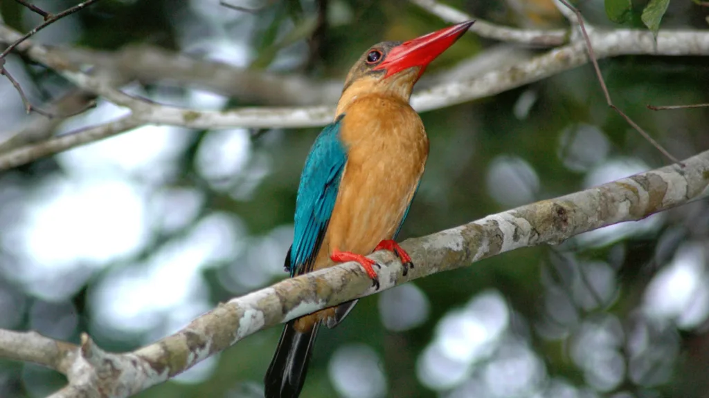 Río Kinabatangan — Kuala Lumpur, Borneo e Islas Perhentian