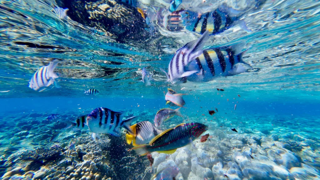 Snorkeling — Luna de Miel en Indonesia