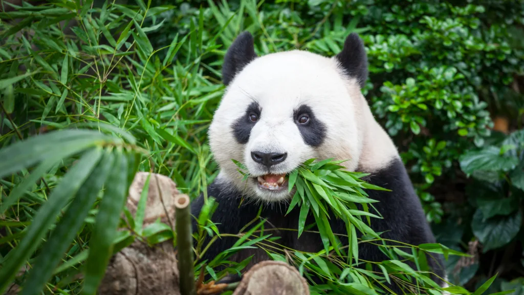 XI’AN – CHENGDU — La Tierra del Panda