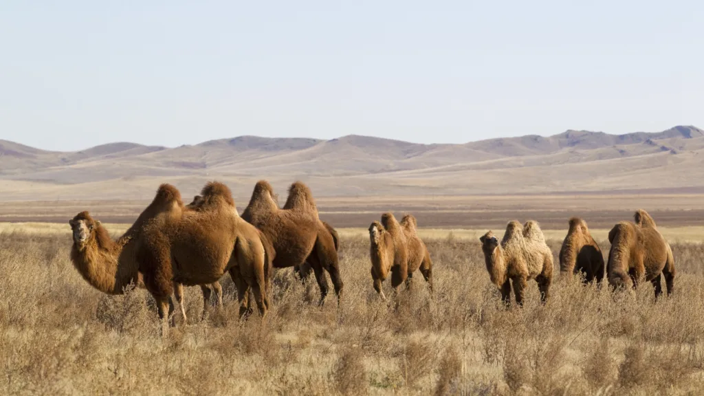 Bayangobi — Mongolia Básico
