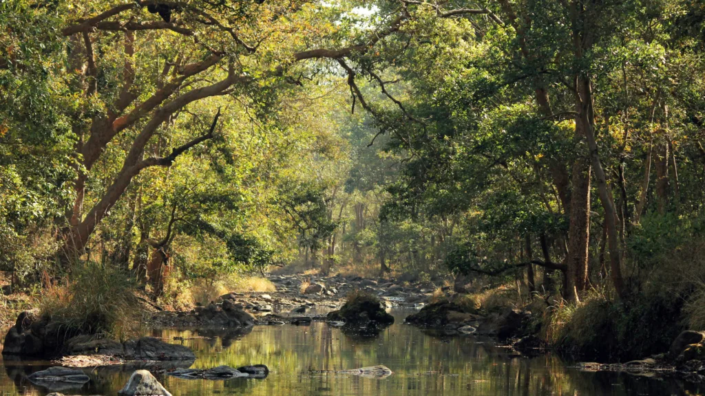 Parque Nacional de Kanha — India Parques Naturales