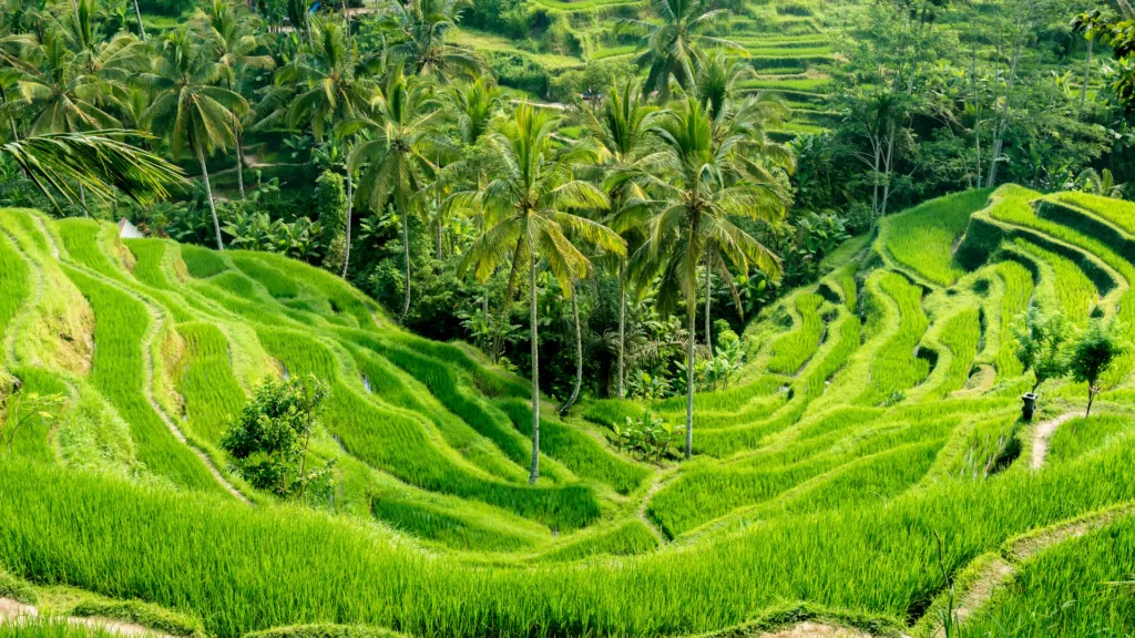 UBUD – LOVINA — Indonesia Salvaje