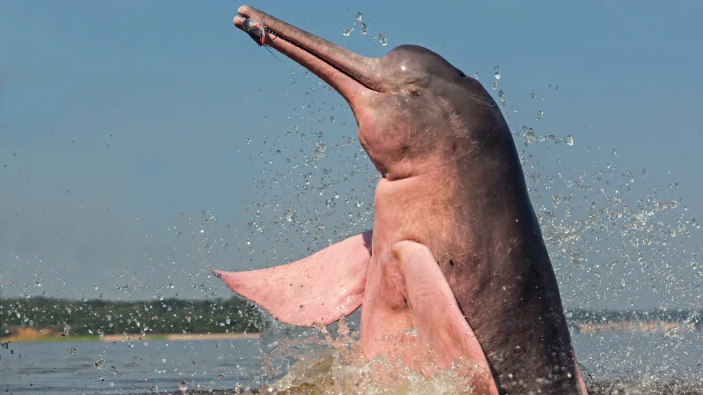 Delfines rosados de Khanom — Sur de Tailandia