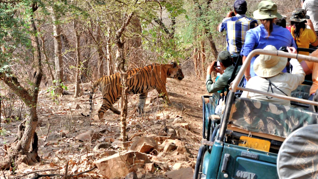 P.N. P.N. Ranthambore — Taj Mahal y Tigres
