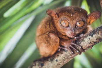 Los Tarsiers, Bohol — Lo Mejor De Filipinas