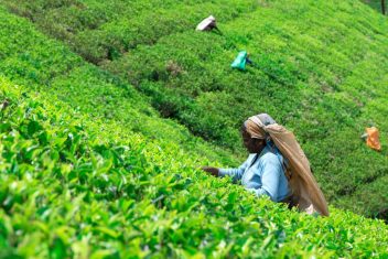 Plantación de Té, Nuwara Eliya — Gran Tour de Sri Lanka