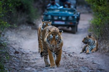 Parque Nacional de Bandhavgarh — India Parques Naturales