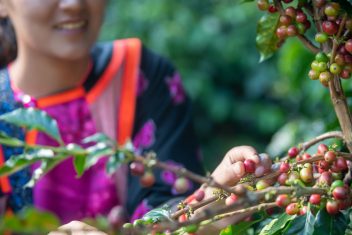 Plantaciónde Café, Meseta de Bolaven — Gran Tour de Laos