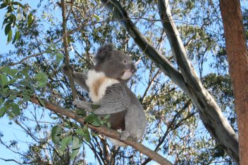 Featherdale Wildlife Park — Paisajes de Australia