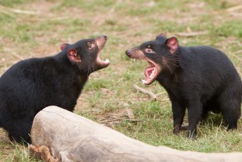Desmonios de Tasmania — Australia con Tasmania