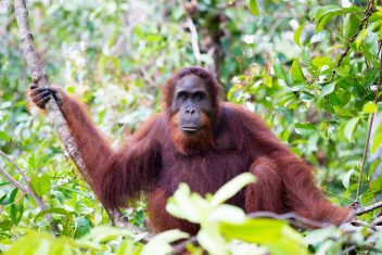 Centro de Rehabilitación de Orangutanes de Semenggoh, Kuching — Malasia al Completo
