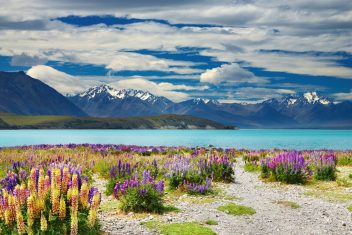 Lago Tekapo — Wallabies y Kiwis