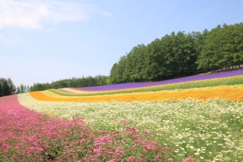 SAPPORO – BIEI – FURANO – SAPPORO — Japón Rascacielos y Tatamis con Hokkaido