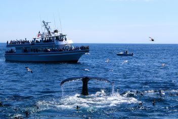 Avisamiento de Ballenas — Nueva Zelanda al Completo