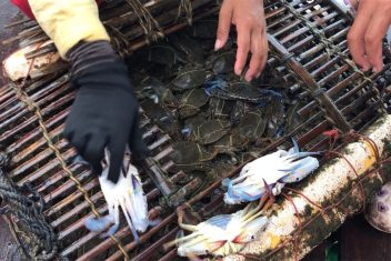 Mercado del cangrejo, Kep — Gran Tour de Camboya