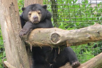 Centro de Conservación del Oso Malayo, Sepilok — Malasia al Completo
