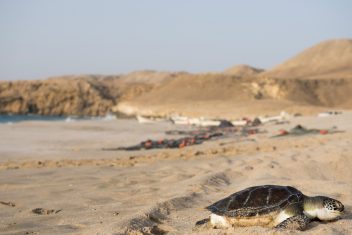 Reserva de Tortugas de Ras Al Jinz — Atrévete con Omán