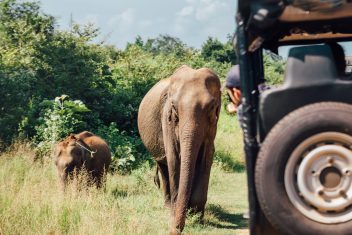 Safari en el Parque Nacional de Yala — Explore Sri Lanka con playas Nordeste