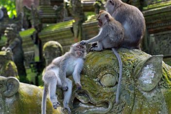 Bosque Sagrado de los Monos de Ubud — Bali en Familia