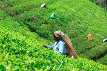 Nuwara Eliya — Explore Sri Lanka con playas Nordeste