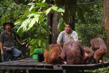 P.N. TANJUNG PUTTING – CAMP LEAKY — Indonesia Salvaje