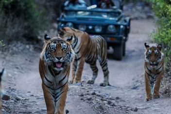 Parque Nacional de Ranthambore — India Palace on Wheels