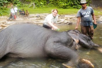 TANGKAHAN – BUKIT LAWANG — Gran Tour de Indonesia