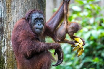 Centro de Rehabilitación de Orangutanes de Sepilok — Kuala Lumpur, Borneo e Islas Perhentian