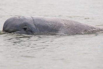 Parque Nacional de los Delfines, Kroche — Camboya al Completo con Ratanakiri