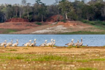 Parque Nacional de Satpura — India Parques Naturales