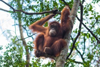 PONDOK TANGGUI – TANJUNG HARAPAN — Indonesia Salvaje