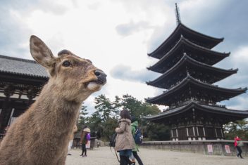 TOKYO – KYOTO – NARA – KYOTO — Japón: Camino de Kumano y Monte Koya