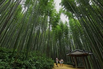 Bosque de Bamboo, Damyang — Corea del Sur al Completo en Privado
