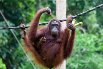 Fundación Orang Utan de Bukit Merah — El Corazón de Malasia y Langkawi