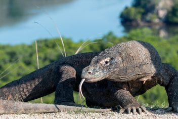 LABUAN BAJO – KOMODO – LABUAN BAJO — Bali y Komodo