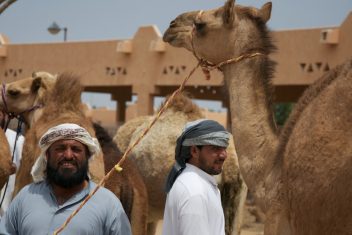 Mercado de Camellos, Al Ain — Viaje Entre Emiratos