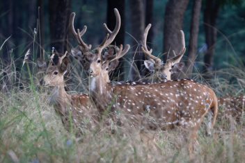 Parque Nacional Penchi — India Parques Naturales