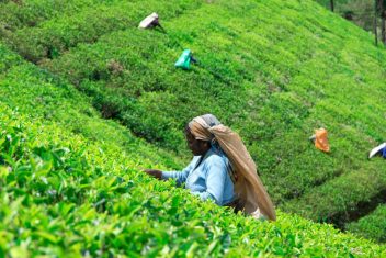 Plantación de Te — Sri Lanka y Maldivas