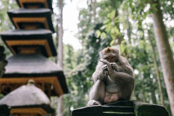 BANYUWANGI – IJEN – GILIMANUK - UBUD — Templos y Volcanes con Gili