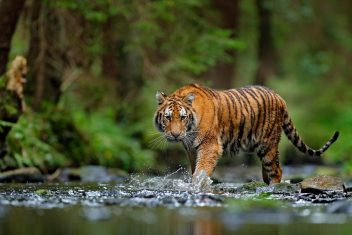 Parque Nacional Penchi — India Parques Naturales