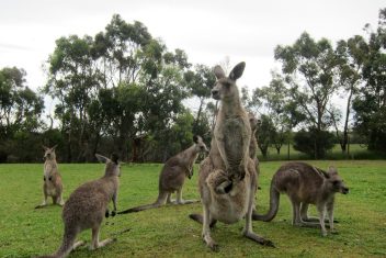 Phillip Island — Gran Tour de Australia