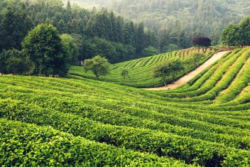Plantación de té Daehan Dawon, en Boseong — Corea del Sur al Completo en Privado