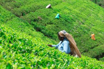 Plantación de Té de Nuwara Eliya — Sri Lanka de Lujo