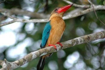 Río Kinabatangan — Kuala Lumpur, Borneo e Islas Perhentian